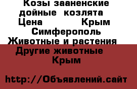 Козы зааненские дойные, козлята, › Цена ­ 4 000 - Крым, Симферополь Животные и растения » Другие животные   . Крым